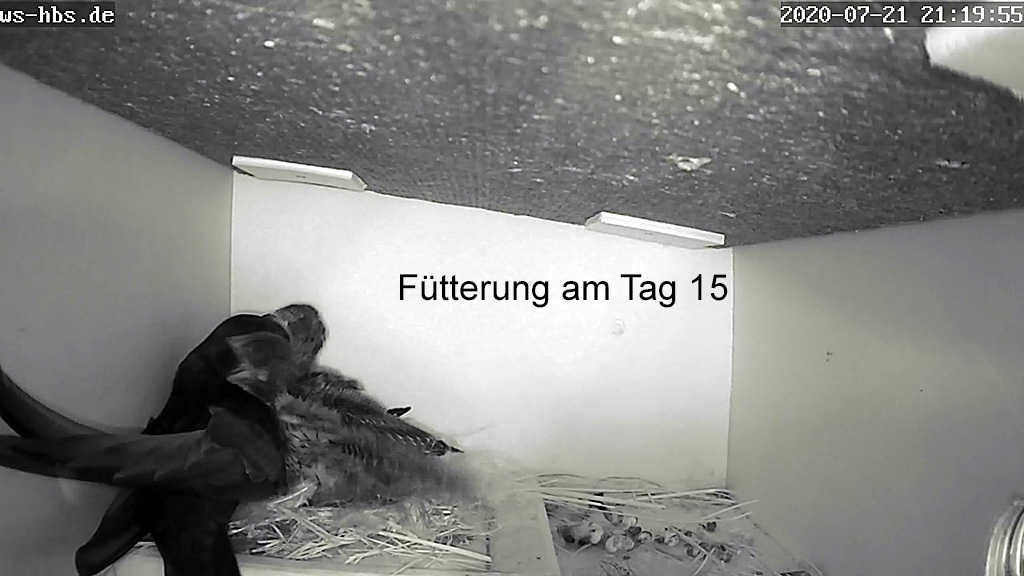 gemeinsame Fütterung